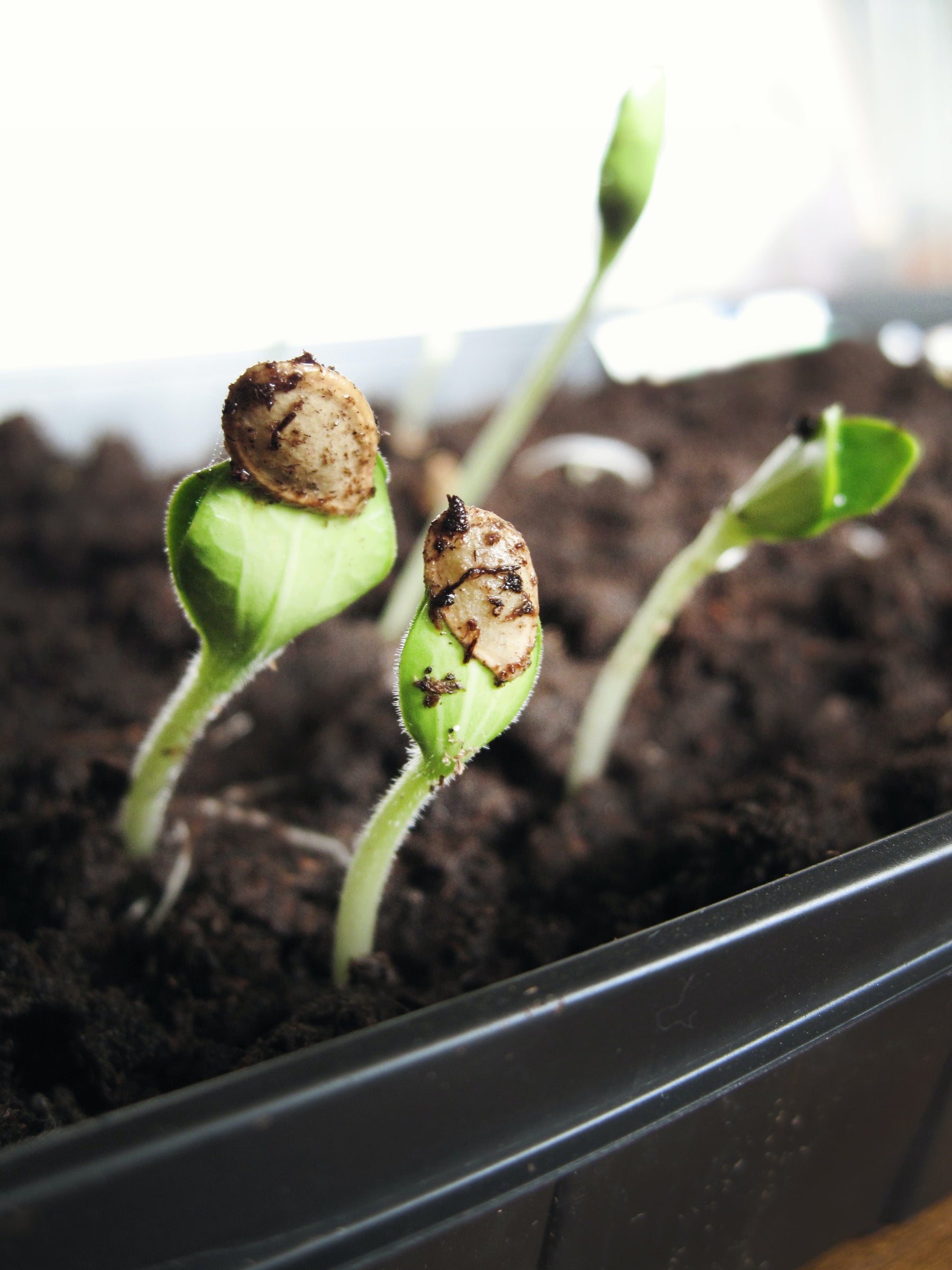 Guía para hacer tus propios germinados de semillas