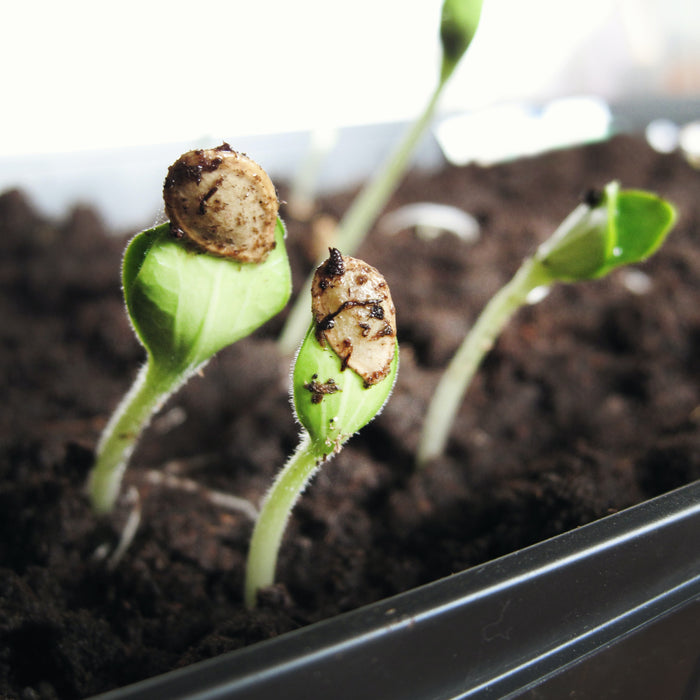 Guía para hacer tus propios germinados de semillas