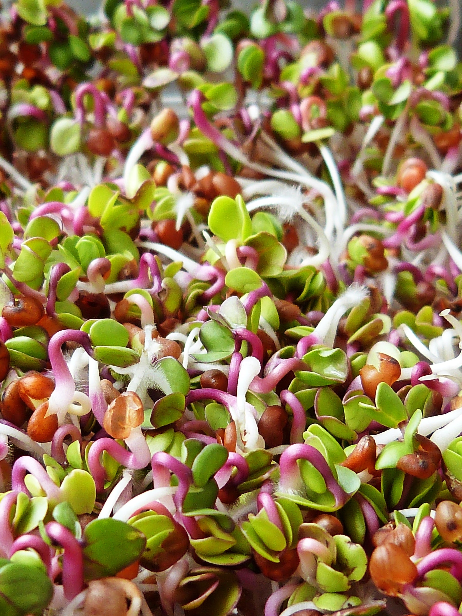 Guía para hacer tus propios germinados de legumbres y granos